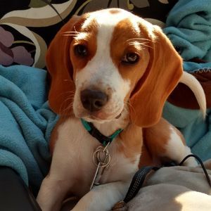 Meet your Posher, Donna